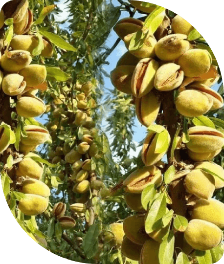 Almond trees